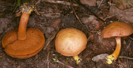 Image of Chalciporus piperatus (Bull.) Bataille 1908