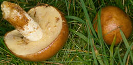 Imagem de Suillus granulatus (L.) Roussel 1796