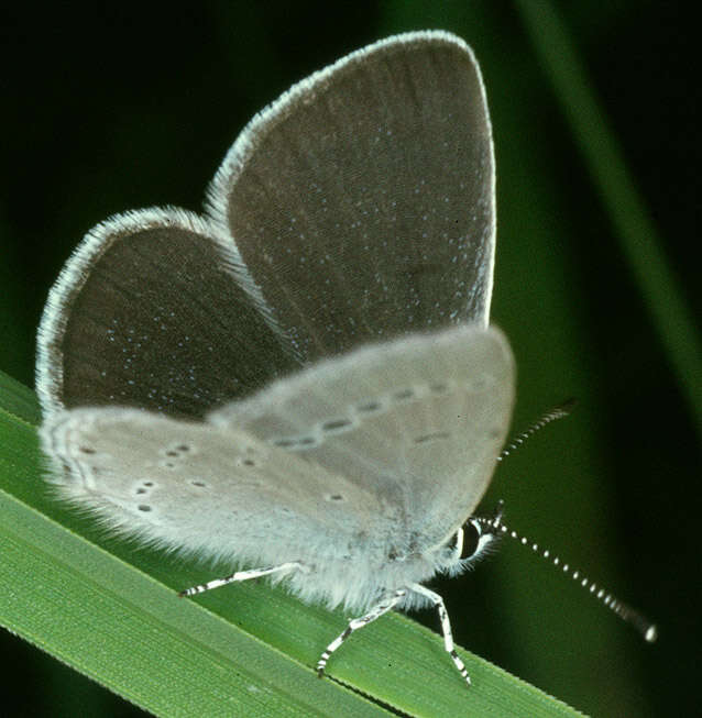 Image of small blue