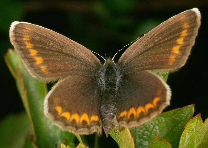 Image of Plebejus argus (Linnaeus 1758)