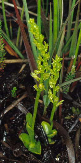 Image of Bog Orchid