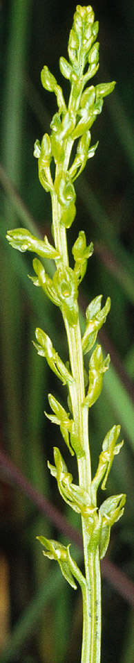 Image of Bog Orchid