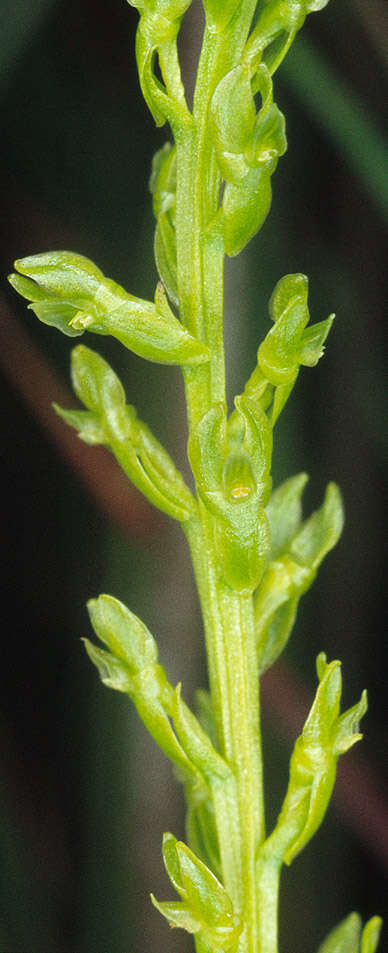 Image of Bog Orchid