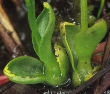 Image of Bog Orchid