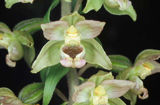 Image of Broad-leaved Helleborine