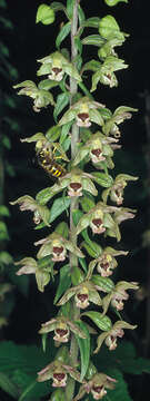 Image of Broad-leaved Helleborine