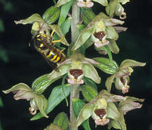 Imagem de Epipactis helleborine (L.) Crantz