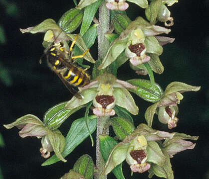 Image of Broad-leaved Helleborine