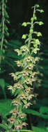 Image of Broad-leaved Helleborine