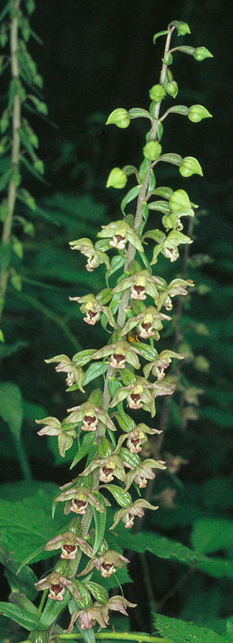 Imagem de Epipactis helleborine (L.) Crantz