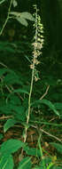 Image of Broad-leaved Helleborine