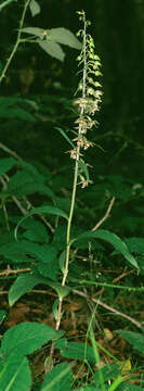 Image of Broad-leaved Helleborine