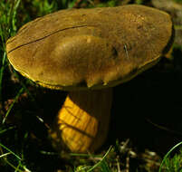 Image of Boletus subtomentosus L. 1753