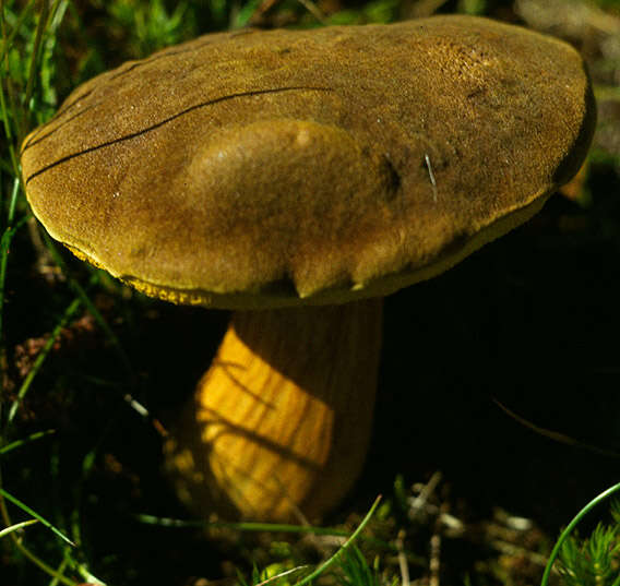 Image of Boletus subtomentosus L. 1753