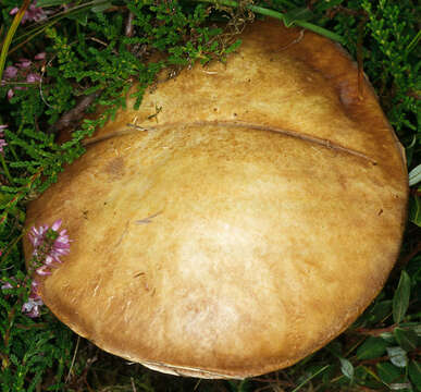 Image of summer cep