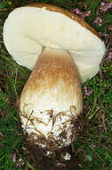 Image of summer cep