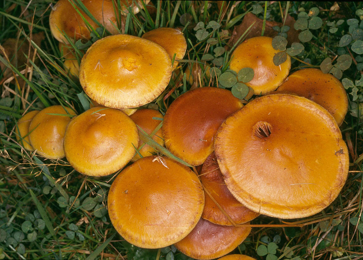 Image of Pholiota alnicola (Fr.) Singer 1951