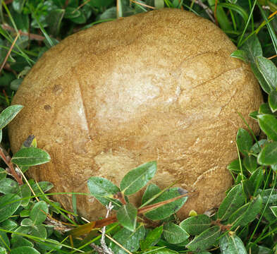 Image of Scarlet-stemmed Bolete