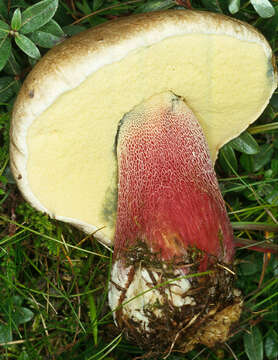 Image of Scarlet-stemmed Bolete