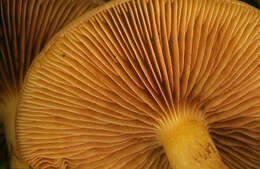 Image of Pholiota alnicola (Fr.) Singer 1951