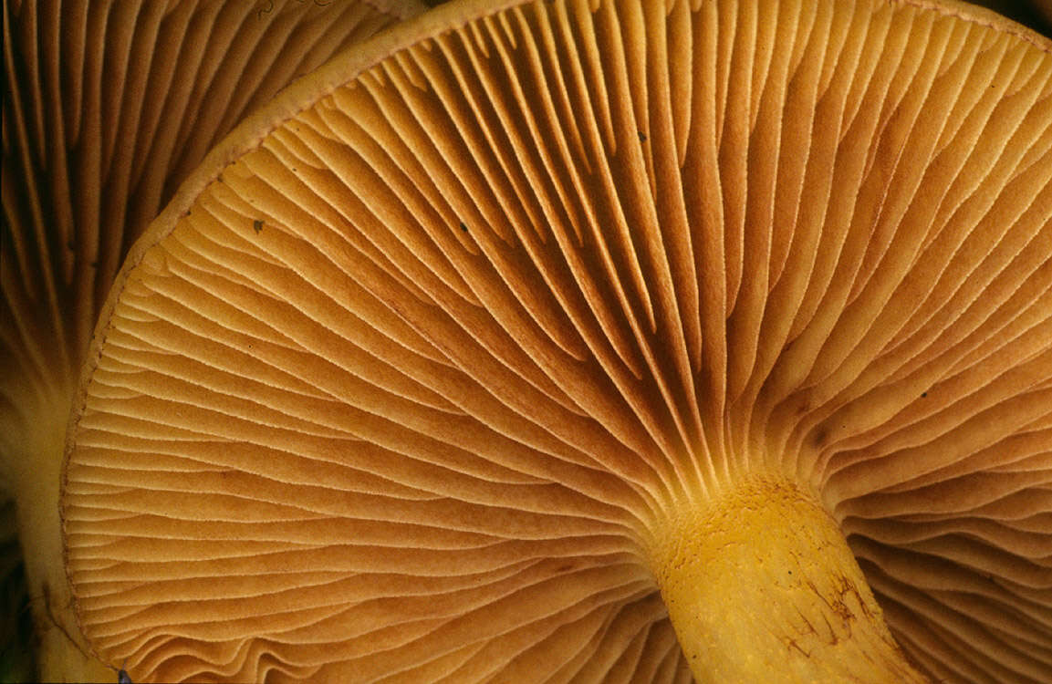 Image of Pholiota alnicola (Fr.) Singer 1951