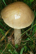 Image of Leccinum holopus (Rostk.) Watling 1960