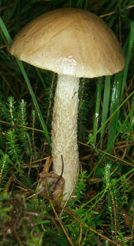 Image of Leccinum holopus (Rostk.) Watling 1960