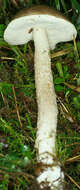 Image of Leccinum holopus (Rostk.) Watling 1960