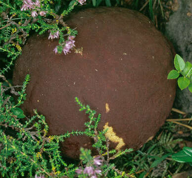 Image of Boletus pinophilus Pilát & Dermek 1973