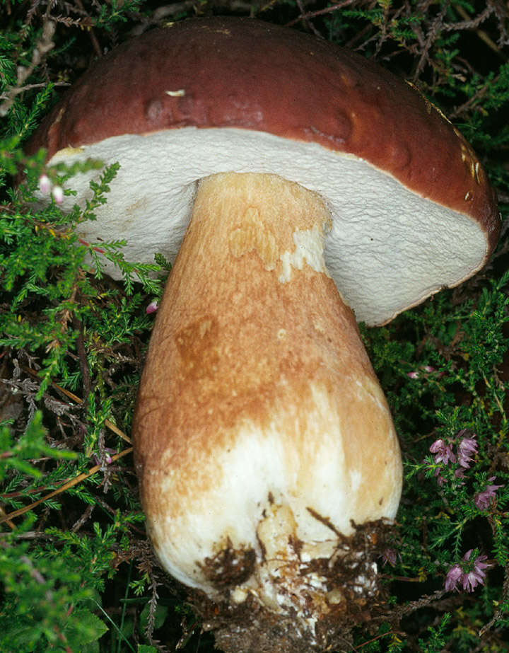 Image of Boletus pinophilus Pilát & Dermek 1973