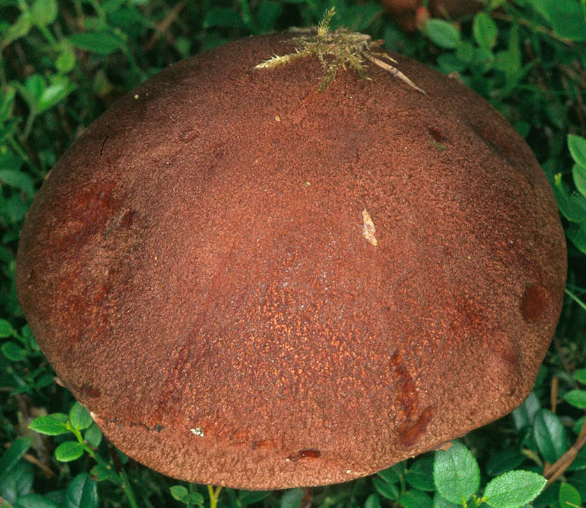 Image of Leccinum vulpinum Watling 1961