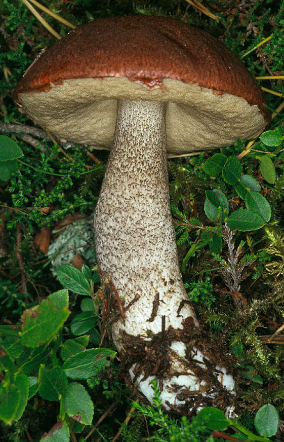 Image of Leccinum vulpinum Watling 1961