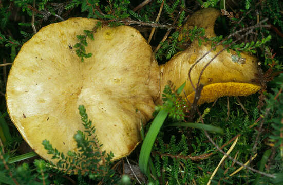 Image of Suillus flavidus (Fr.) J. Presl 1846