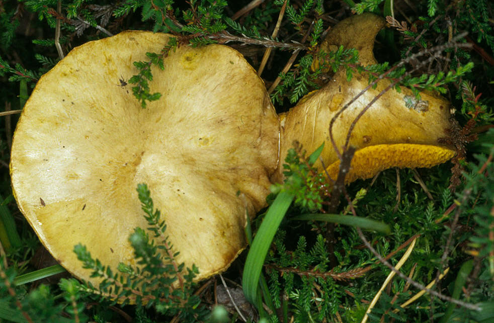 Imagem de Suillus flavidus (Fr.) J. Presl 1846