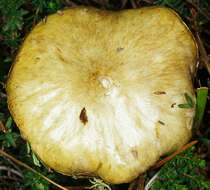 Imagem de Suillus flavidus (Fr.) J. Presl 1846