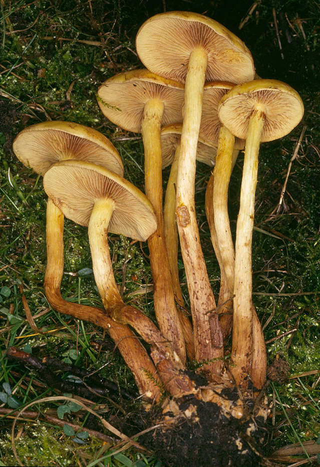 Image of Pholiota alnicola (Fr.) Singer 1951