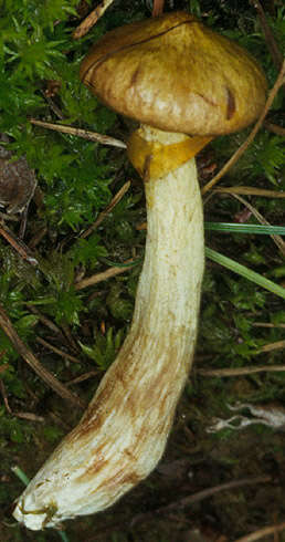 Imagem de Suillus flavidus (Fr.) J. Presl 1846