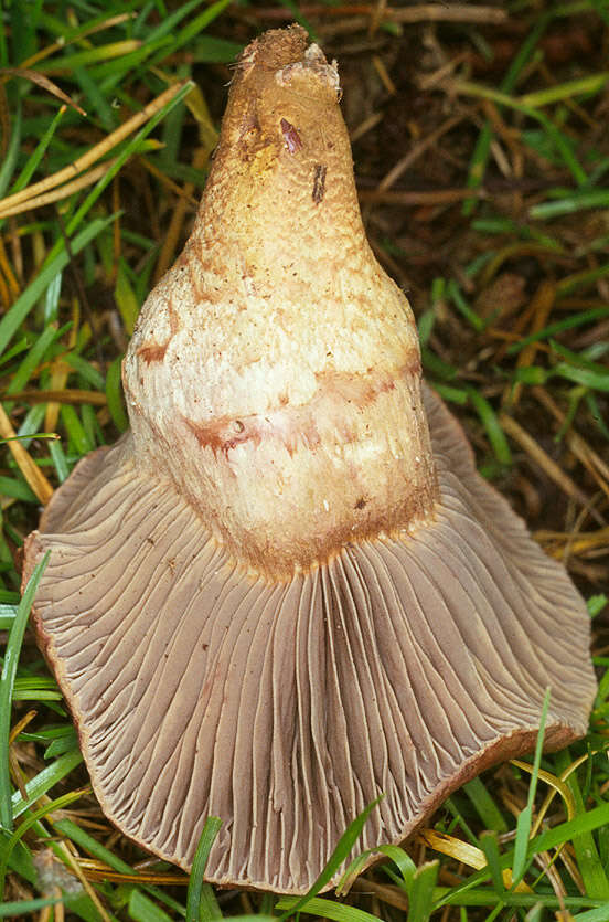 Imagem de Chroogomphus rutilus (Schaeff.) O. K. Mill. 1964