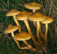 Image of Pholiota alnicola (Fr.) Singer 1951