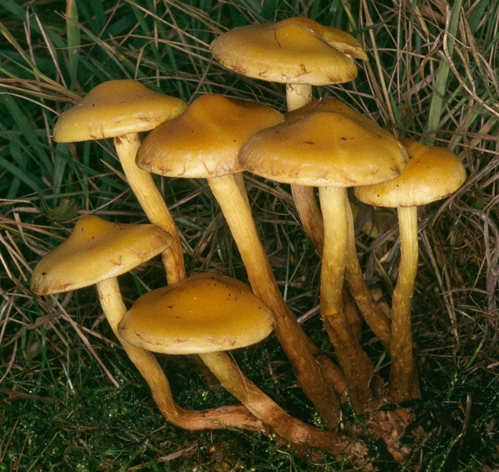 Image of Pholiota alnicola (Fr.) Singer 1951