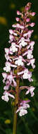 Image of fragrant orchid