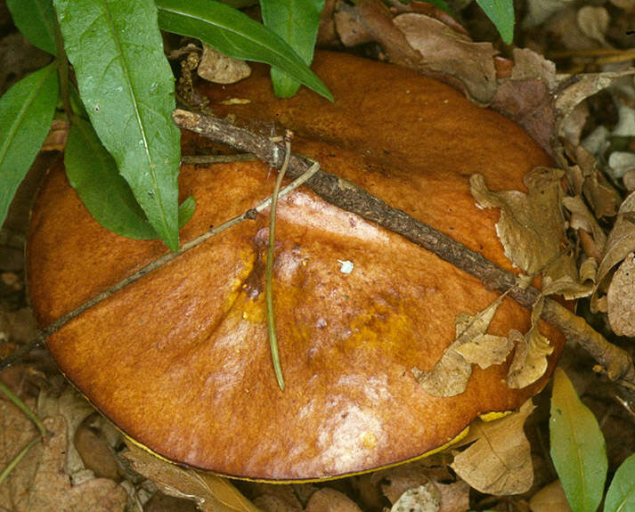 Imagem de Suillus granulatus (L.) Roussel 1796