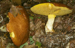 Imagem de Suillus granulatus (L.) Roussel 1796