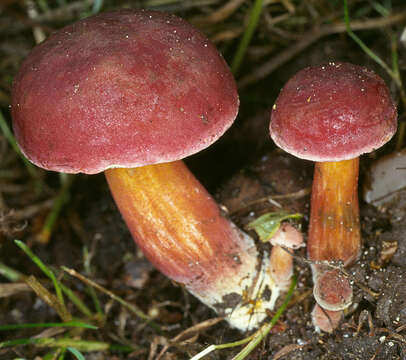 Imagem de Hortiboletus rubellus (Krombh.) Simonini, Vizzini & Gelardi 2015