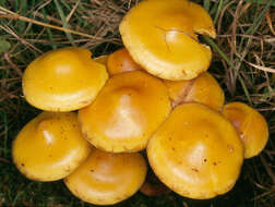 Image of Pholiota alnicola (Fr.) Singer 1951