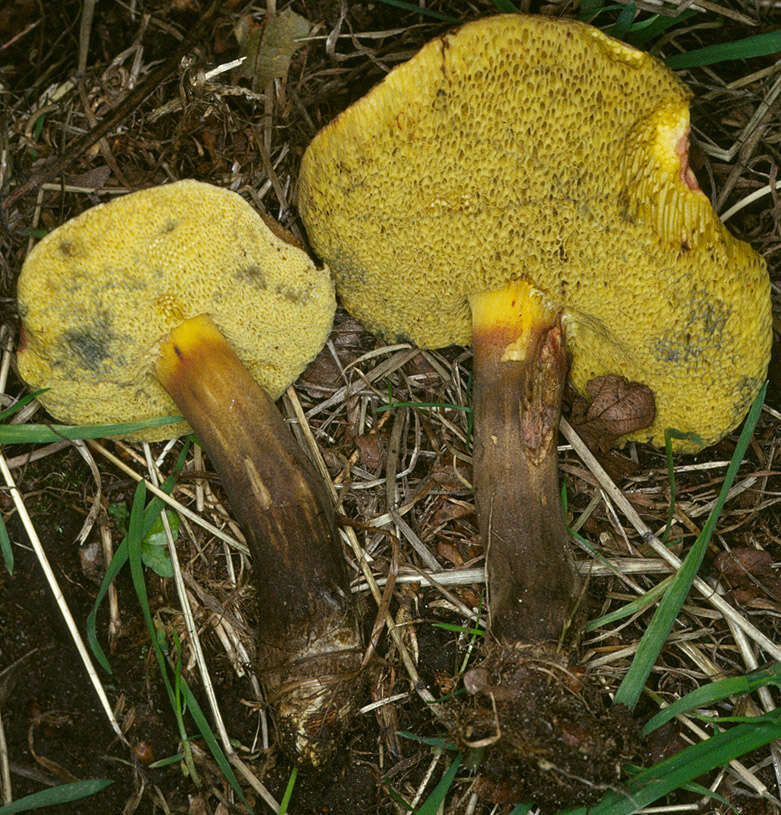 Image of Xerocomellus porosporus (Imler ex Watling) Šutara 2008