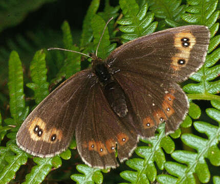 Image of scotch argus