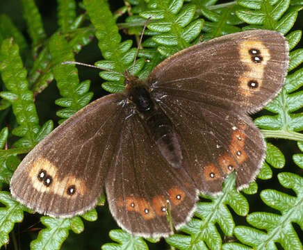 Image of scotch argus