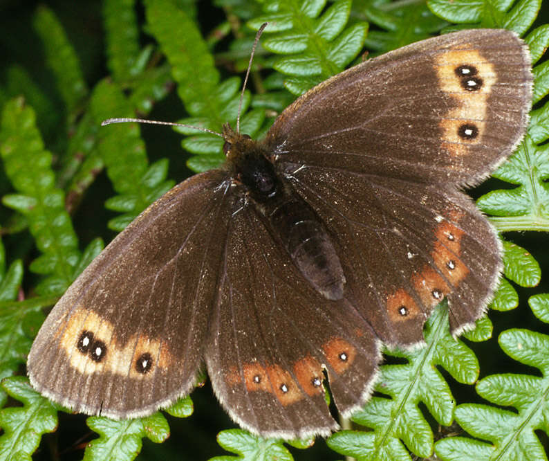 Image of scotch argus