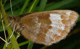 Image of scotch argus